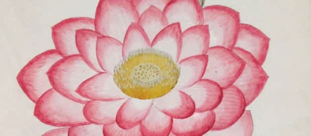 Detail of a drawing from the William Roxburg Collection at the Botanical Survey of India, Kolkata. Image courtesy Botanical Survey of India.